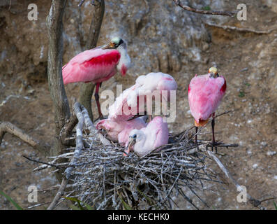 Die Roseate Löffler (Platalea ajaja) im Nest Stockfoto