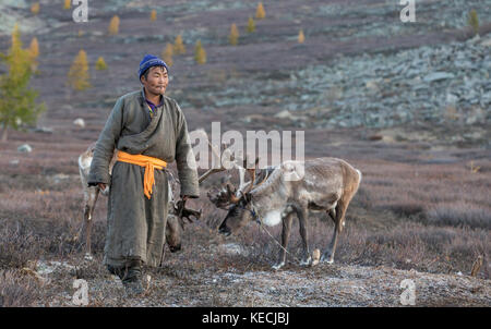 Tsaatan Mann, in einem traditionellen Deel gekleidet, mit seinen Rentieren in der Taiga im Norden der Mongolei Stockfoto