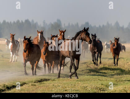 Pferde laufen über grünes Gras im Morgenlicht in den westlichen USA, Quarter Horses, Paint. Stockfoto