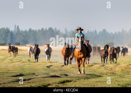 Ein cowgirl in einem Cowboyhut auf dem Pferd führt eine Herde von Pferden über eine Wiese im Morgenlicht in den westlichen USA. Stockfoto