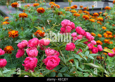 Blühende Pflanzen mit rosa Blüten, Ringelblumen, im Garten Stockfoto