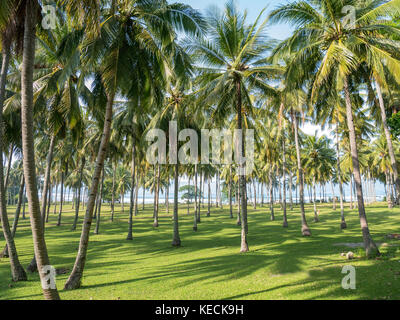 Schöne Palmen in der Nähe von Senggigi, Lombok, Indonesien Stockfoto