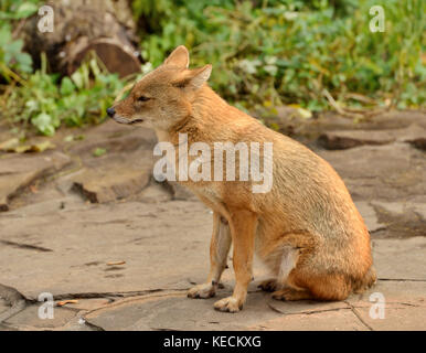 Golden Schakal (Canis aureus) Stockfoto