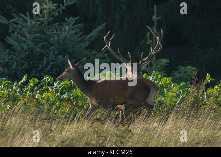 Hirsch mit der Hirsche in der Paarungszeit gehört Stockfoto