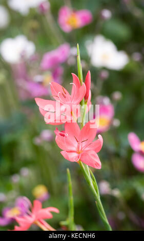 Hesperantha coccinea 'Oregon Sommer 'Blumen im Herbst. Stockfoto