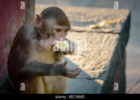 Affe essen Bananen im Tempel, Kathmandu Stockfoto