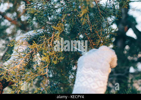 Weibliche Hände in warmen Handschuhe Schnitt eine Niederlassung von Nadelholz Baum Stockfoto