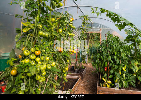 Bio Tomaten wachsen in einem polytunnel in Shropshire, England, Großbritannien Stockfoto