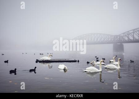 Schwan auf dem Fluss gegen alte Eiserne Brücke in geheimnisvollen Nebel. Herbst Morgen in der Stadt Prag, Tschechische Republik Stockfoto