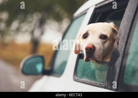 Hund (Labrador Retriever) Suchen Sie aus einem Auto Fenster an einem regnerischen Tag. Stockfoto