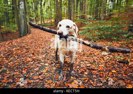 Schlammigen Hund im Herbst Natur. schmutzige Labrador Retriever mit Stock in den Mund wandern auf dem Wanderweg in den Wald. Stockfoto