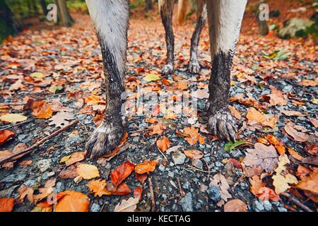 Schlammigen Hund im Herbst Natur. schmutzige Pfoten der Labrador Retriever auf dem Wanderweg in den Wald. - Selektiver Fokus Stockfoto