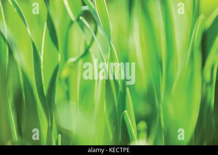 Gras. Vector Illustration. Stock Vektor