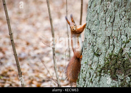 Süße flauschige Eichhörnchen klettern entlang großer Baum im City Park oder Wald auf trübe Herbst Tag. Stockfoto