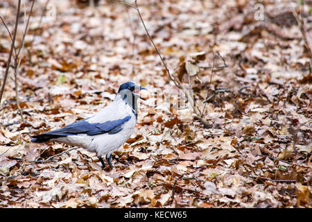 Krähe (Raven) Holding eine Walnuss in den Schnabel und zu Fuß über Laub unter Herbst Wald oder Park. Stockfoto