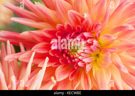 Orange Dahlia 'Gizela' Nahaufnahme Blume in Blüte Pastell Blume Stockfoto