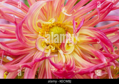 Orangefarbene Dahlia „Penelopa“-Nahaufnahme blüht einfach violett Stockfoto