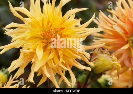 Orange-gelbe Dahlie 'Columbo' Blumen in voller Blüte Stockfoto