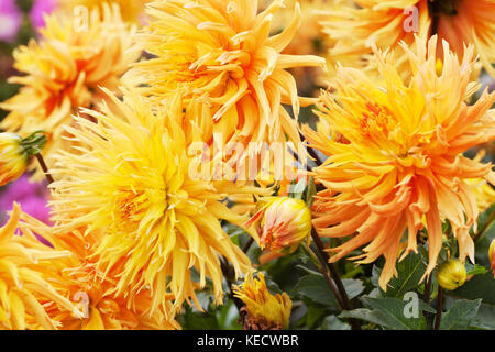 Orange-gelbe Dahlie 'Columbo' Blumen in voller Blüte Stockfoto