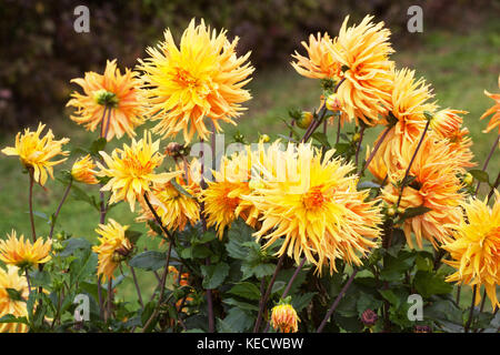 Orangefarbene gelbe Dahlie ' Columbo' blüht in blühenden Dahlien für Stecklinge Stockfoto