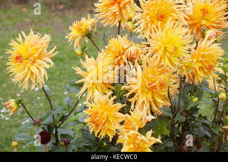 Orange-gelbe Dahlie 'Columbo' Blumen in voller Blüte Stockfoto