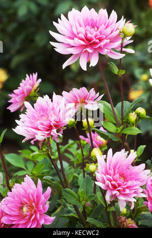 Rosa Lila dahlie "Cygnus" Blumen in voller Blüte Stockfoto