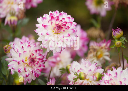 Weiß Lila Dahlia ' Dagmara' blüht in Blüte, Blume Bokeh Pastell Blume tuberous Pflanze Stockfoto
