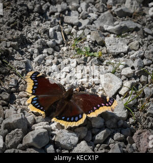 Trauer Mantel butterly ruht in der Sonne auf den Steinen Stockfoto