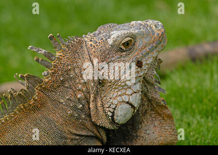 Kopf geschossen von einem grünen Leguan in Guayaquil, Ecuador Stockfoto
