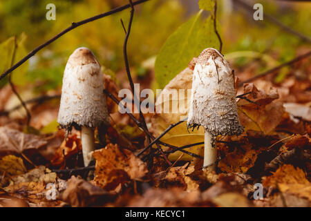 Pilze in einer Lichtung in einem Herbst Pilze Wald. Stockfoto