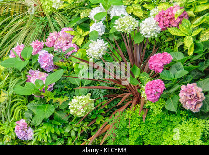 Hydrangea innen John hart Wintergarten im Stadtpark - launceston, Tasmanien, Australien Stockfoto