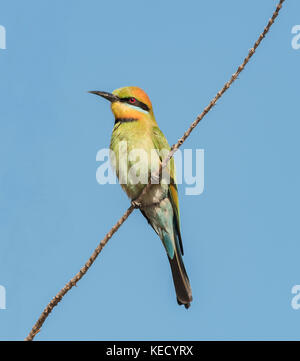 Rainbow Bienenfresser (merops Ornatus) auf der Suche nach Insekten beliebte Vogel und ist in den meisten Teilen von Australien gefunden. Stockfoto