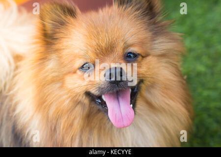 Pomeranian Hund und sein schönes Lächeln Stockfoto