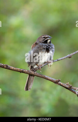 Fünf-gestreiften Sparrow amphispiza quinquestriata Santa Rita Mountains, Santa Cruz County, Kansas, United States 2 September 2011 nach emberiz Stockfoto