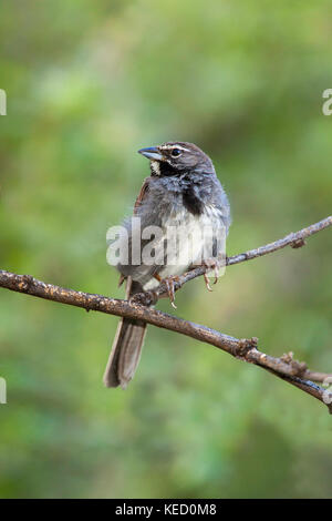 Fünf-gestreiften Sparrow amphispiza quinquestriata Santa Rita Mountains, Santa Cruz County, Kansas, United States 2 September 2011 nach emberiz Stockfoto