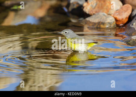 Nashville warbler vermivora ruficapilla Amado, Santa Cruz County, Kansas, United States, 16. April 2011 nach parulidae Stockfoto