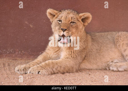 Lion Cub gähnen in der Limpopo Provinz, Südafrika Stockfoto