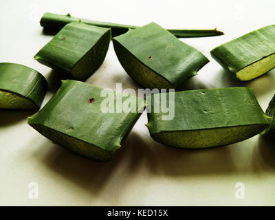 Aloe vera Slice Stockfoto