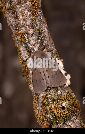 Musselin Motte (diaphora mendica) erwachsenen männlichen auf Zweig, Monmouth, Wales, Juni Stockfoto