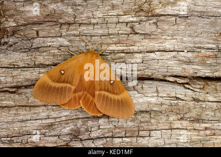 Oak eggar Motte (lasiocampa Quercus) erwachsenen weiblichen auf toten Baum, Monmouth, Wales, September Stockfoto