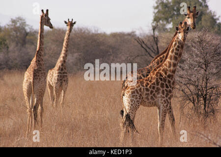 Giraffen-herde in der Limpopo Provinz, Südafrika Stockfoto