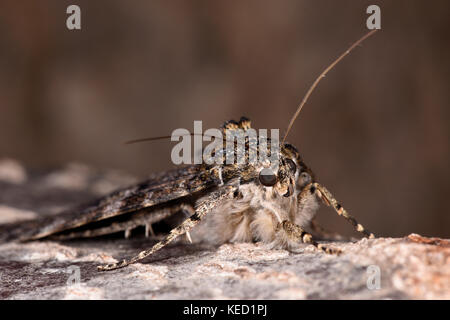 Dark crimson underwing Motte (catocala Sponsa) Erwachsenen auf Baumstamm, in Gefangenschaft gezüchtet. Stockfoto