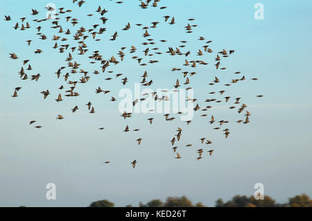 Herde von fliegenden Vögeln auf dem Hintergrund des blauen Himmels. Konzept der saisonalen Flug der Vögel. Bewegungsunschärfe. Stockfoto