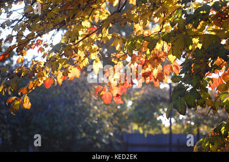 Üppiger Herbst Laub von schneeball Baum mit Hintergrundbeleuchtung durch Sonnenuntergang Sonnenlicht. Konzept von Heilpflanzen. schönen Herbst Hintergrund. selektive Fokus, Bokeh. Stockfoto