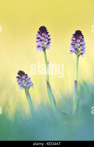 Gebrannt - Tipp orchid (neotinea ustulata), Thüringen, Deutschland Stockfoto