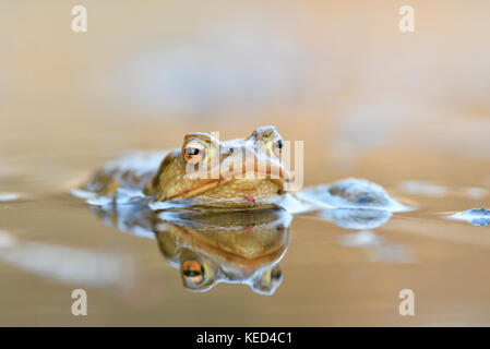 Erdkröte (Bufo bufo-Komplex) im Wasser, Sachsen - Anhalt, Deutschland Stockfoto