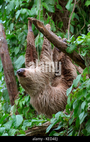 Linnaeus zwei-toed Sloth (Choloepus didactylus), Captive, Vorkommen in Nord- und Südamerika Stockfoto
