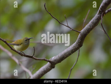 Green-tailed Sunbird (aethopyga nipalensis) oder Nepal gelb-backed Sunbird weiblichen eaglenest Wildlife Sanctuary, Arunachal Pradesh, Indien Stockfoto