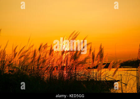 Palmkätzchen (kashphool) im Herbst, am Ufer des Flusses Padma, munshiganj, Bangladesch. Stockfoto