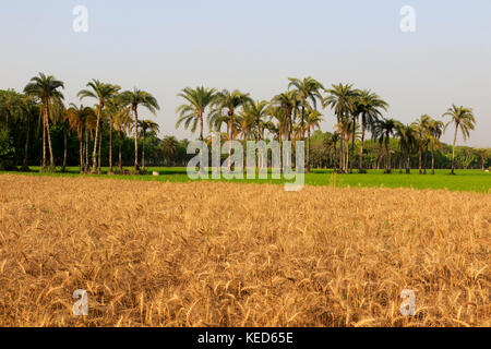 Kulturpflanzen Feld Datum und Palmen in jessore, Bangladesch. Stockfoto